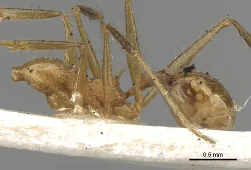 Pheidole fiorii specimen CASENT0281750 image casent0281750_2