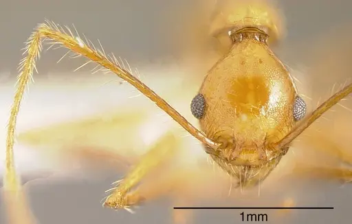Pheidole fiorii specimen CASENT0635466 image casent0635466_1