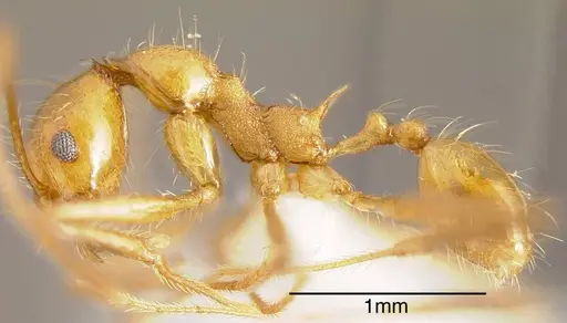 Pheidole fiorii specimen CASENT0635466 image casent0635466_2