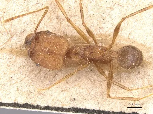 Pheidole fiorii specimen CASENT0904348 image casent0904348_1