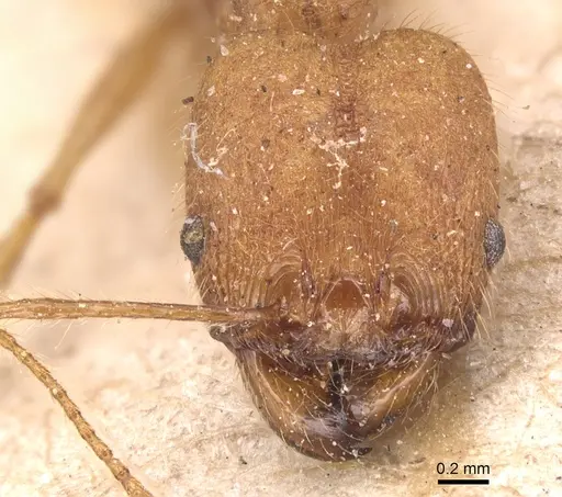Pheidole fiorii specimen CASENT0904348 image casent0904348_2