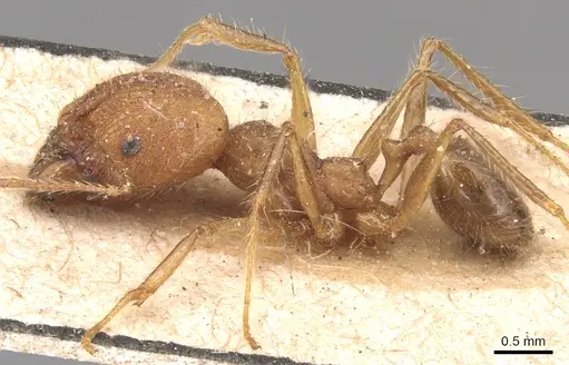 Pheidole fiorii specimen CASENT0904348 image casent0904348_3