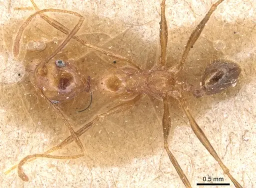 Pheidole fiorii specimen CASENT0904349 image casent0904349_1