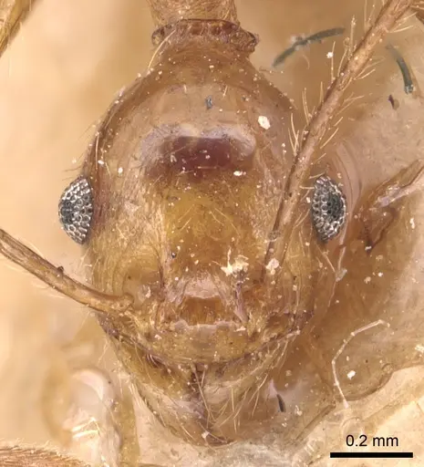 Pheidole fiorii specimen CASENT0904349 image casent0904349_2