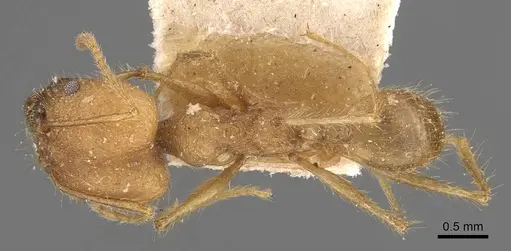Pheidole fiorii specimen CASENT0908095 image casent0908095_1