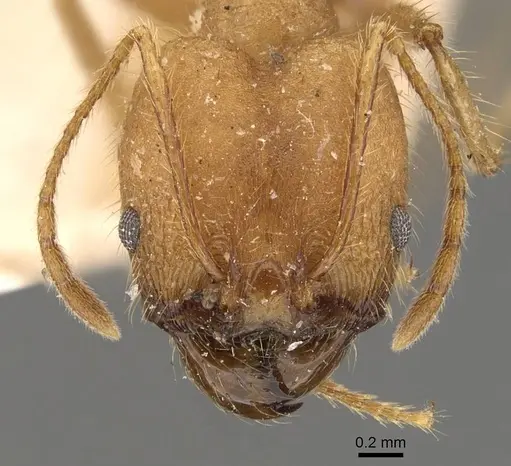 Pheidole fiorii specimen CASENT0908095 image casent0908095_2