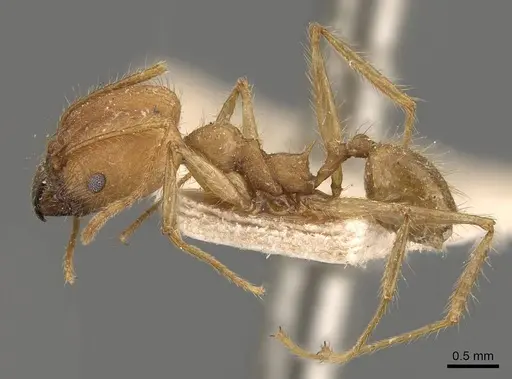 Pheidole fiorii specimen CASENT0908095 image casent0908095_3