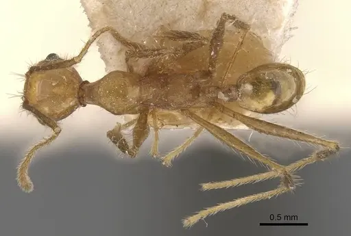 Pheidole fiorii specimen CASENT0908096 image casent0908096_1