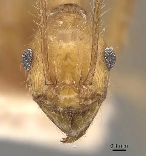 Pheidole fiorii specimen CASENT0908096 image casent0908096_2