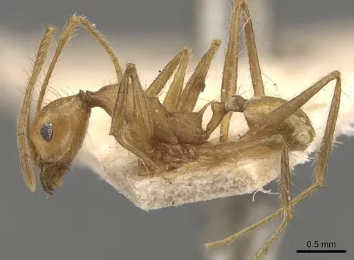 Pheidole fiorii specimen CASENT0908096 image casent0908096_3