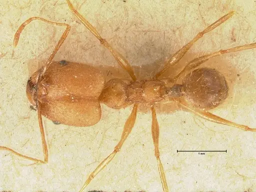 Pheidole fiorii specimen FOCOL1428 image focol1428_1