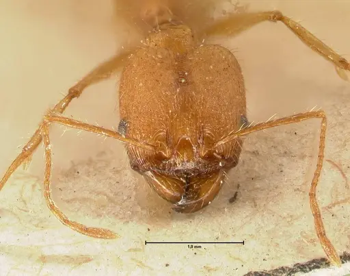 Pheidole fiorii specimen FOCOL1428 image focol1428_2