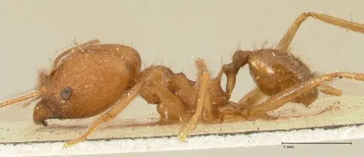 Pheidole fiorii specimen FOCOL1428 image focol1428_3
