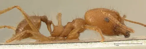 Pheidole fiorii specimen FOCOL1428 image focol1428_4