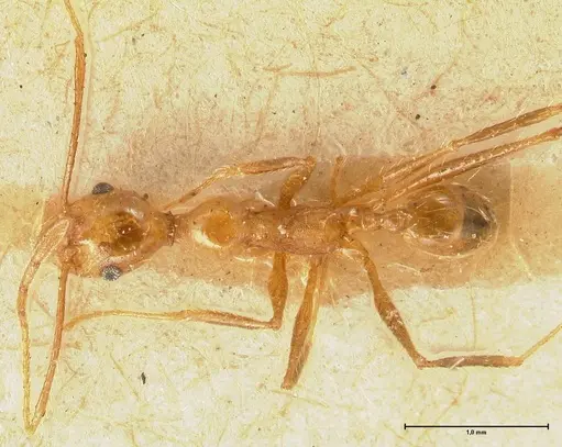 Pheidole fiorii specimen FOCOL1429 image focol1429_1
