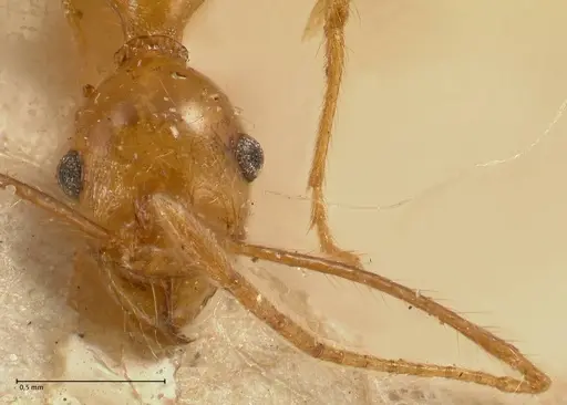 Pheidole fiorii specimen FOCOL1429 image focol1429_2