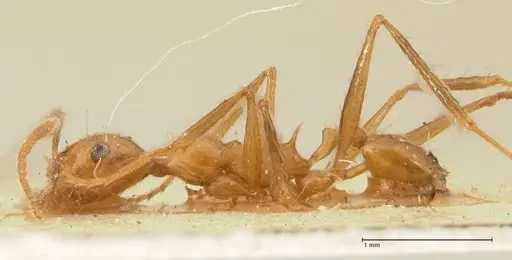 Pheidole fiorii specimen FOCOL1429 image focol1429_3