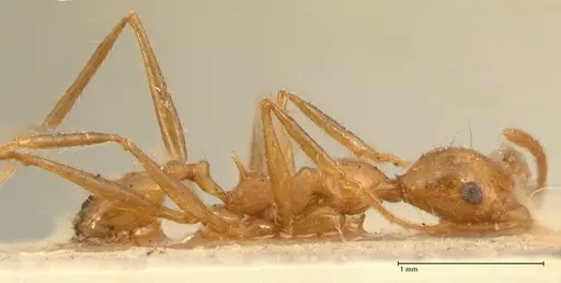 Pheidole fiorii specimen FOCOL1429 image focol1429_4