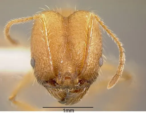 Pheidole fiorii specimen INBIOCRI002279397 image inbiocri002279397_1