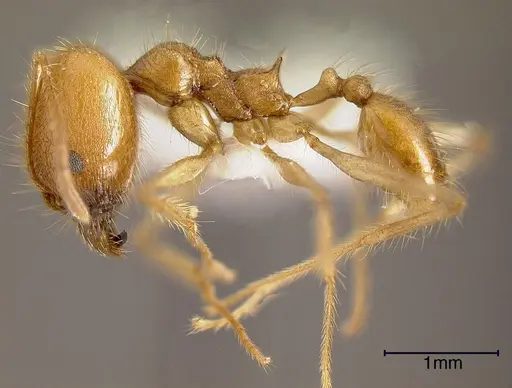 Pheidole fiorii specimen INBIOCRI002279397 image inbiocri002279397_2