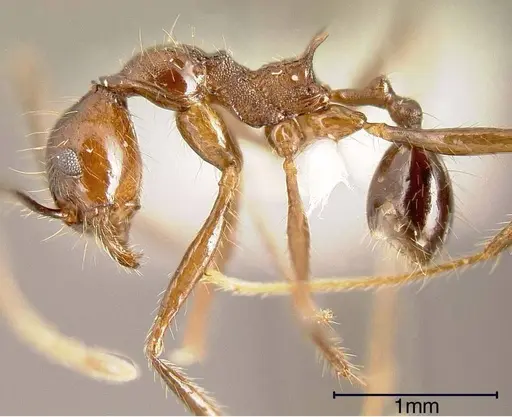 Pheidole fiorii specimen INBIOCRI002279401 image inbiocri002279401_1