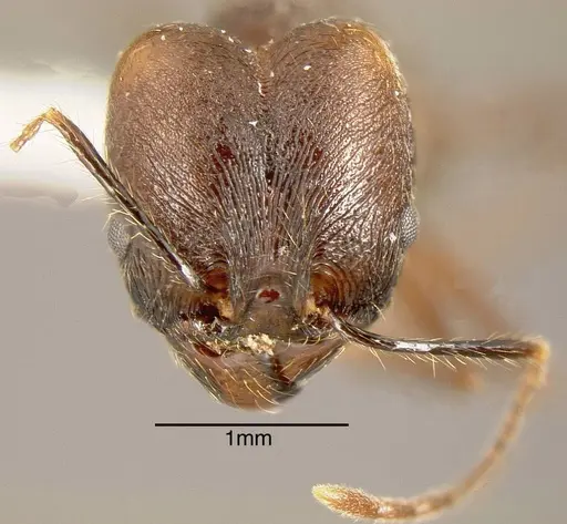 Pheidole fiorii specimen INBIOCRI002279404 image inbiocri002279404_1