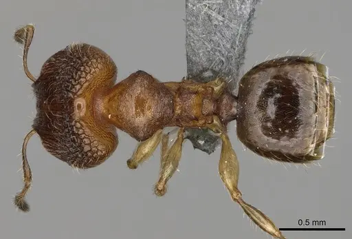 Pheidole fisaka specimen CASENT0274930 image casent0274930_1
