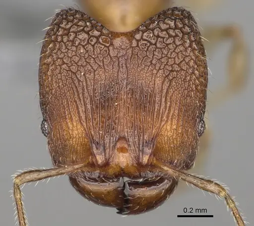 Pheidole fisaka specimen CASENT0274930 image casent0274930_2