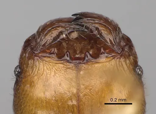 Pheidole fisaka specimen CASENT0274930 image casent0274930_3