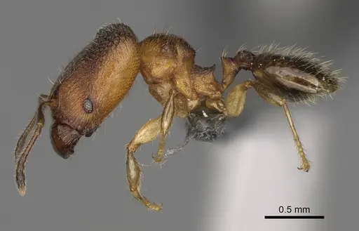 Pheidole fisaka specimen CASENT0274930 image casent0274930_4
