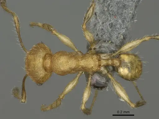 Pheidole fisaka specimen CASENT0923180 image casent0923180_1