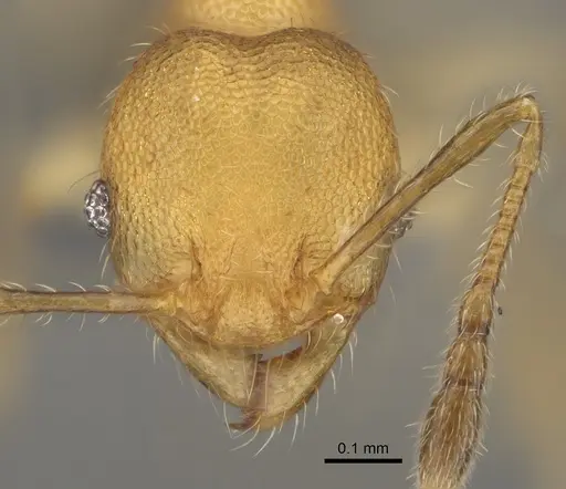 Pheidole fisaka specimen CASENT0923180 image casent0923180_2