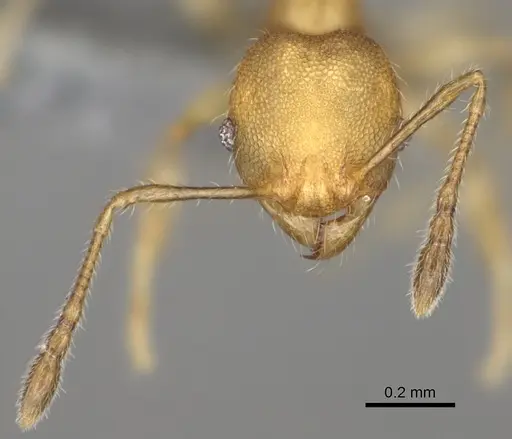 Pheidole fisaka specimen CASENT0923180 image casent0923180_3