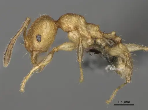 Pheidole fisaka specimen CASENT0923180 image casent0923180_4