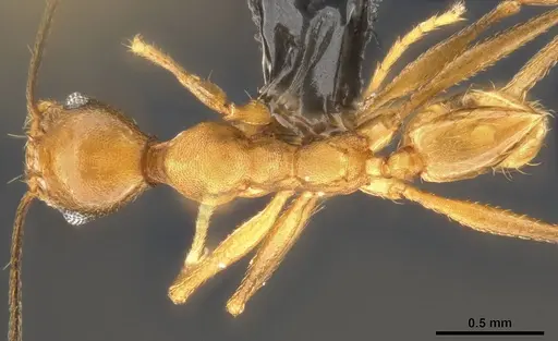 Pheidole fissiceps specimen CASENT0282930 image casent0282930_1