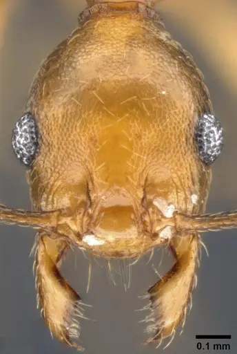 Pheidole fissiceps specimen CASENT0282930 image casent0282930_2