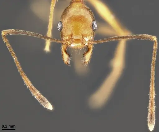 Pheidole fissiceps specimen CASENT0282930 image casent0282930_3