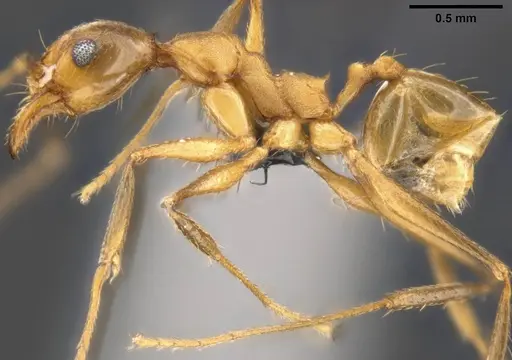 Pheidole fissiceps specimen CASENT0282930 image casent0282930_4