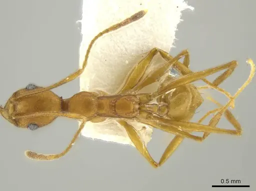 Pheidole fissiceps specimen CASENT0644199 image casent0644199_1