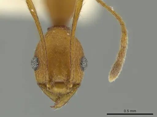 Pheidole fissiceps specimen CASENT0644199 image casent0644199_2