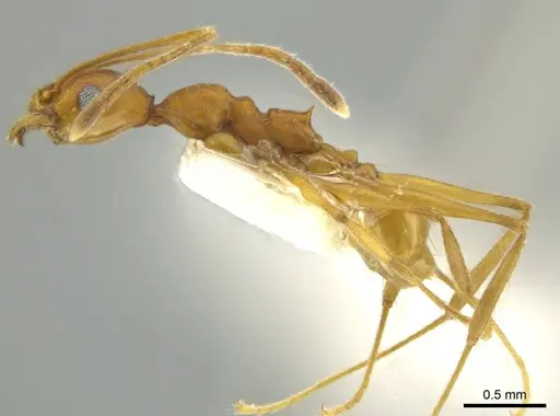 Pheidole fissiceps specimen CASENT0644199 image casent0644199_3