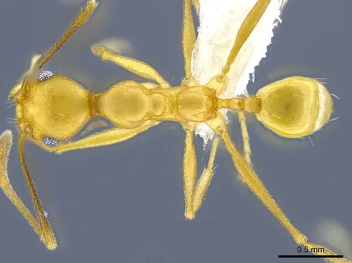 Pheidole fissiceps specimen CASENT0650602 image casent0650602_1