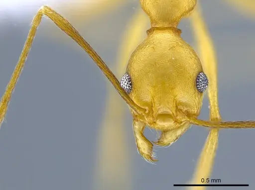 Pheidole fissiceps specimen CASENT0650602 image casent0650602_2