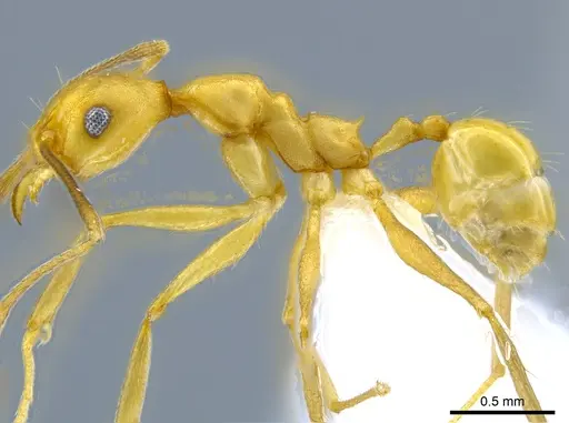 Pheidole fissiceps specimen CASENT0650602 image casent0650602_3