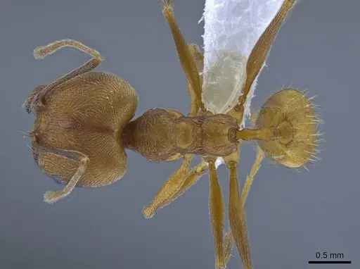 Pheidole fissiceps specimen CASENT0650603 image casent0650603_1
