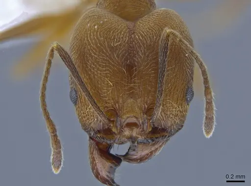 Pheidole fissiceps specimen CASENT0650603 image casent0650603_2