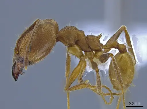 Pheidole fissiceps specimen CASENT0650603 image casent0650603_3