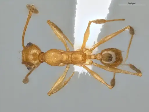 Pheidole fissiceps specimen ECOFOG-IT14-0955-23 image ecofog-it14-0955-23_1