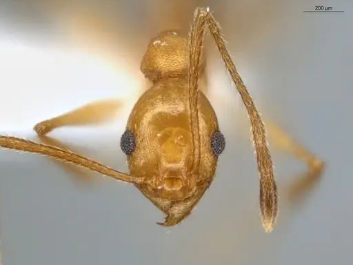 Pheidole fissiceps specimen ECOFOG-IT14-0955-23 image ecofog-it14-0955-23_2
