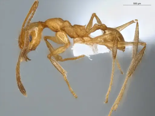 Pheidole fissiceps specimen ECOFOG-IT14-0955-23 image ecofog-it14-0955-23_3